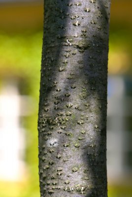 Ostrya carpinifolia - habrovec habrolistý - kůra